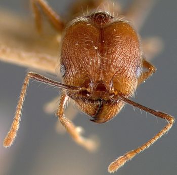 Media type: image;   Entomology 8871 Aspect: head frontal view